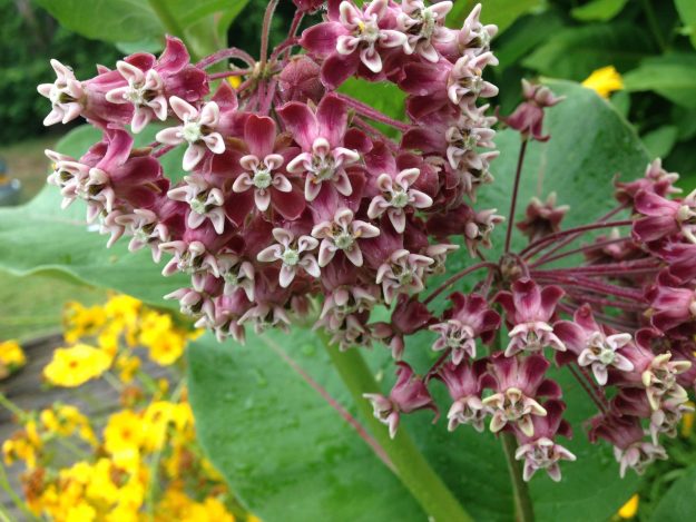 Natuur Rust Natuur Rust